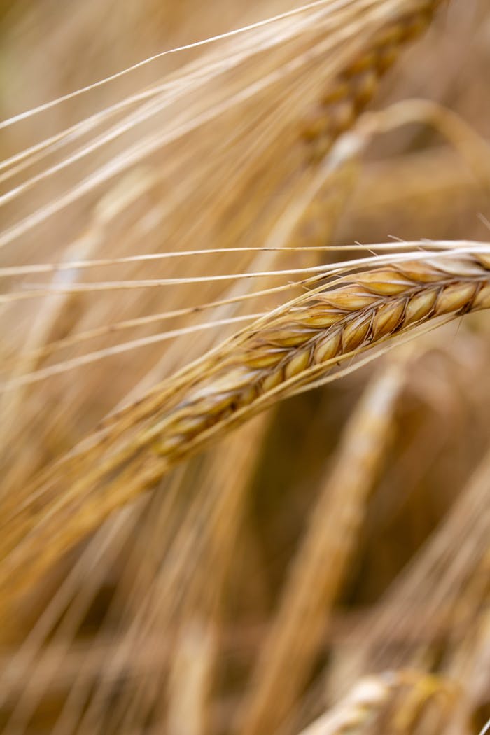 Detailed view of ripe wheat stalks swaying gently in the wind during harvest season.