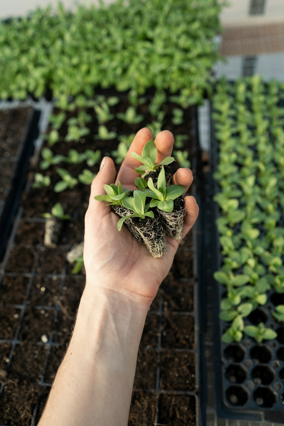 Photo by Zoe Schaeffer, instagram.com/dirtjoy, zoeschaeffer.com. Shot at Pasture Song Farm in Pennsylvania. Pictured: lisianthus (flower) transplants