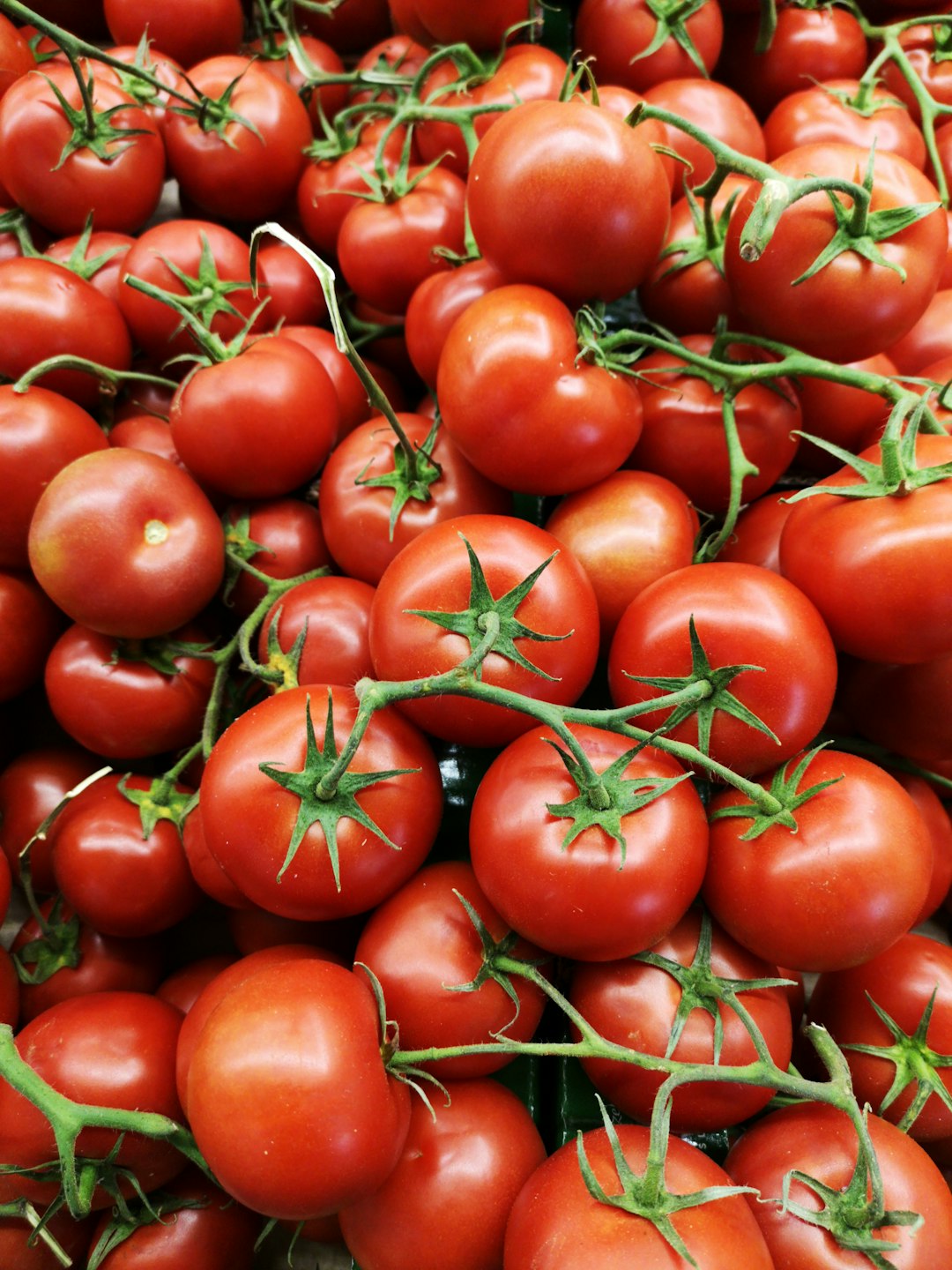 healthy tomatoes at the market
